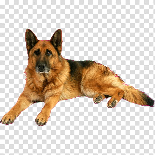 Police, German Shepherd, King Shepherd, Puppy, Old German Shepherd Dog ...