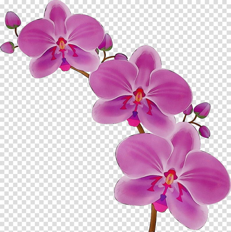 flower flowering plant petal moth orchid pink, Watercolor, Paint, Wet Ink, Violet, Purple, Magenta transparent background PNG clipart