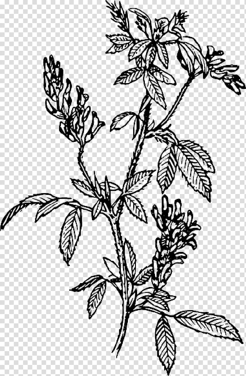 Flower Line Art, Alfalfa, Sprouting, Drawing, Hay, Plant, Leaf, Blackandwhite transparent background PNG clipart