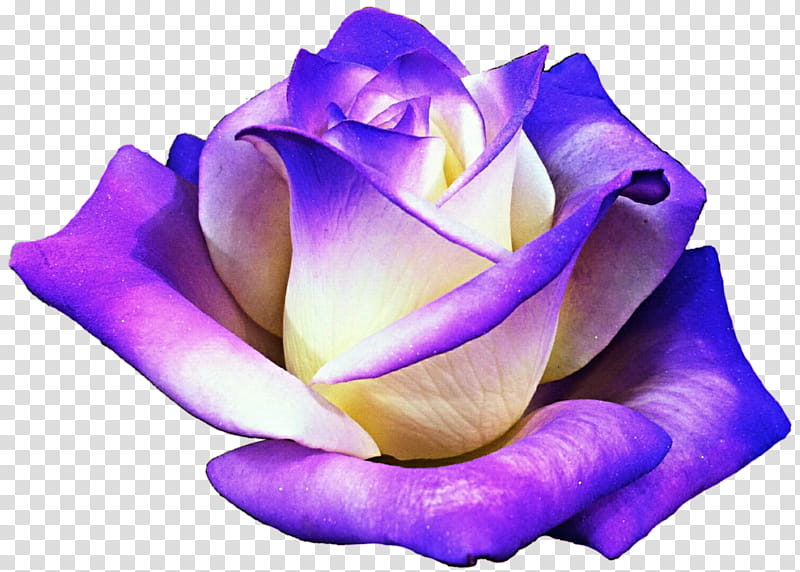 Creamy Cool Purple Rose transparent background PNG clipart