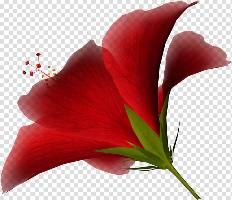 Lily Flower, Document, Microsoft PowerPoint, Red, Close Up, Petal, Plant, Flora transparent background PNG clipart