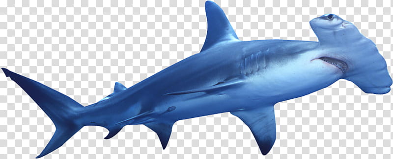 Great White Shark, Hammerhead Shark, Great Hammerhead, Cartilaginous Fishes, Bull Shark, Shark Finning, Lemon Shark, Blue Shark transparent background PNG clipart