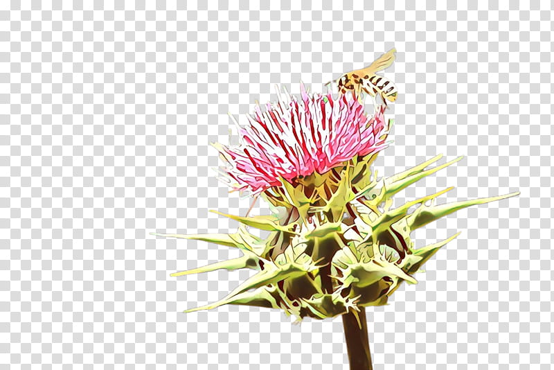 flower thistle plant burdock pink, Silybum, Greater Burdock, Artichoke Thistle, Lesser Burdock transparent background PNG clipart