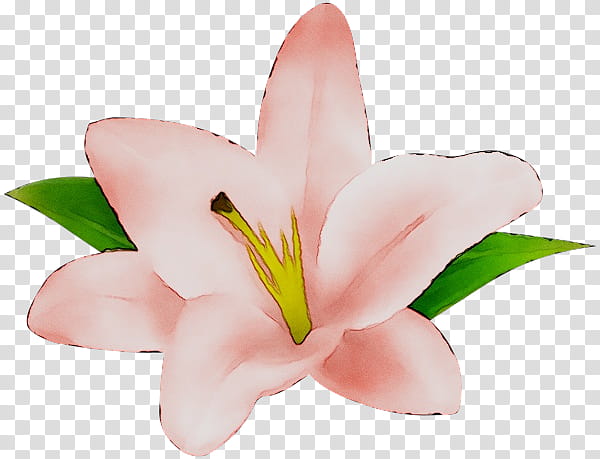 Lily Flower, Cut Flowers, Pink M, Lily M, Petal, Plant, Stargazer Lily, Lily Family transparent background PNG clipart