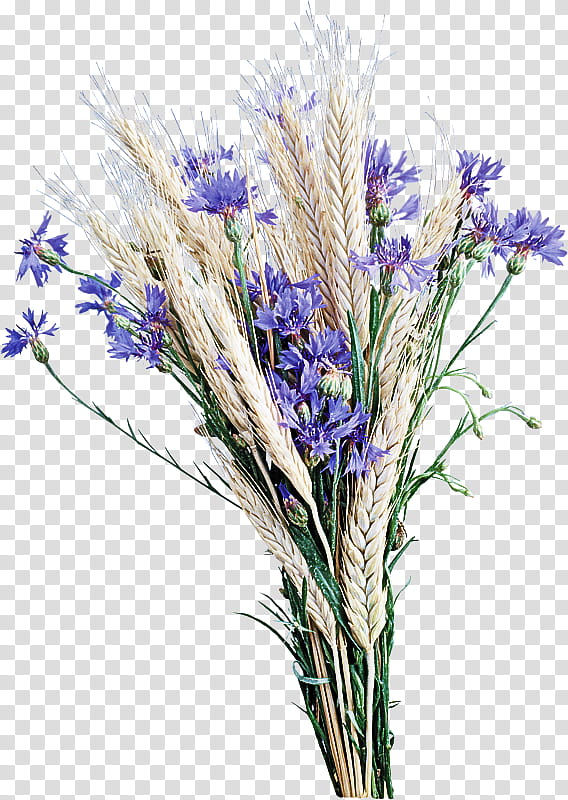 Lavender, Flower, Flowering Plant, English Lavender, Grass Family, Cut Flowers, Fernleaf Lavender transparent background PNG clipart