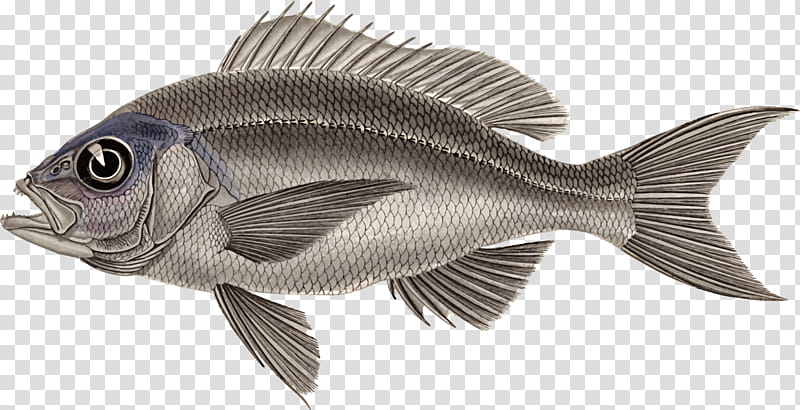 Fish, Tilapia, Rayfinned Fishes, Perchlike Fishes, European Perch, Barramundi, Oreochromis Aureus, Nile Tilapia transparent background PNG clipart