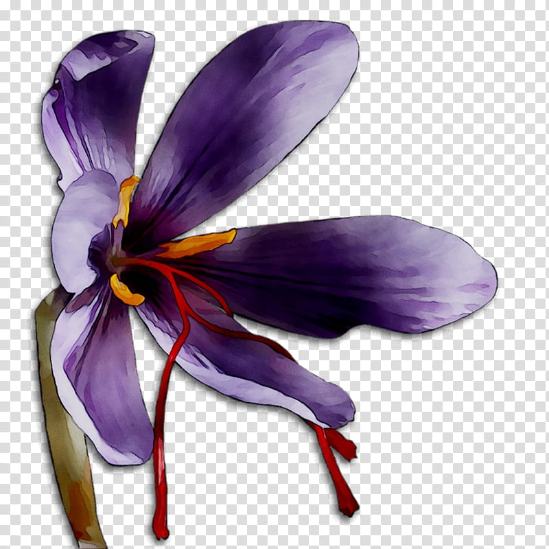 Saffron Flower, Crocus, M 0d, Insect, Membrane, Violet, Purple, Petal transparent background PNG clipart