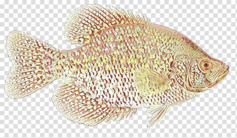 fish bluegill green sunfish fish sun bass, Tilapia, Northern Longear, Bonyfish transparent background PNG clipart