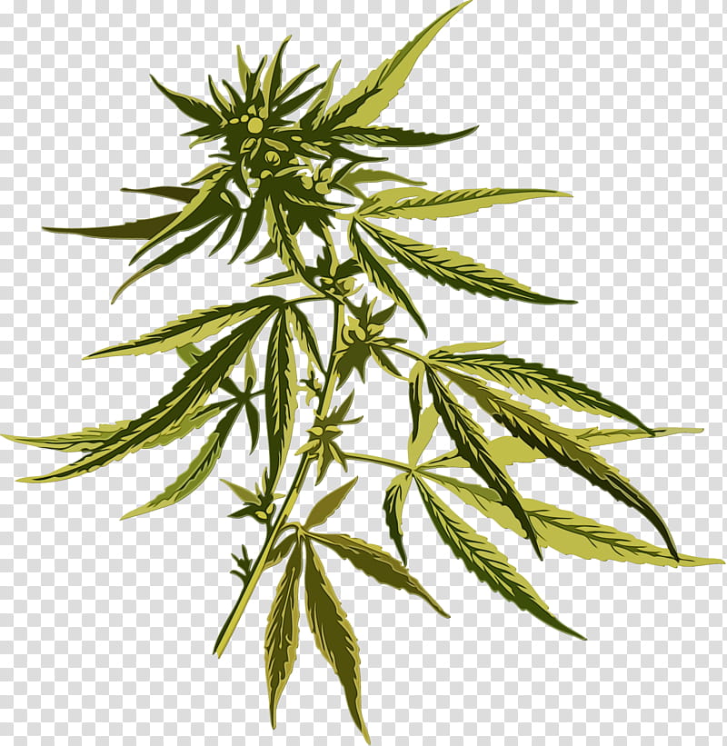 Cannabis Leaf, Watercolor, Paint, Wet Ink, Hash Marihuana Hemp Museum In Amsterdam, Cannabis Sativa, Cannabidiol, Medical Cannabis transparent background PNG clipart