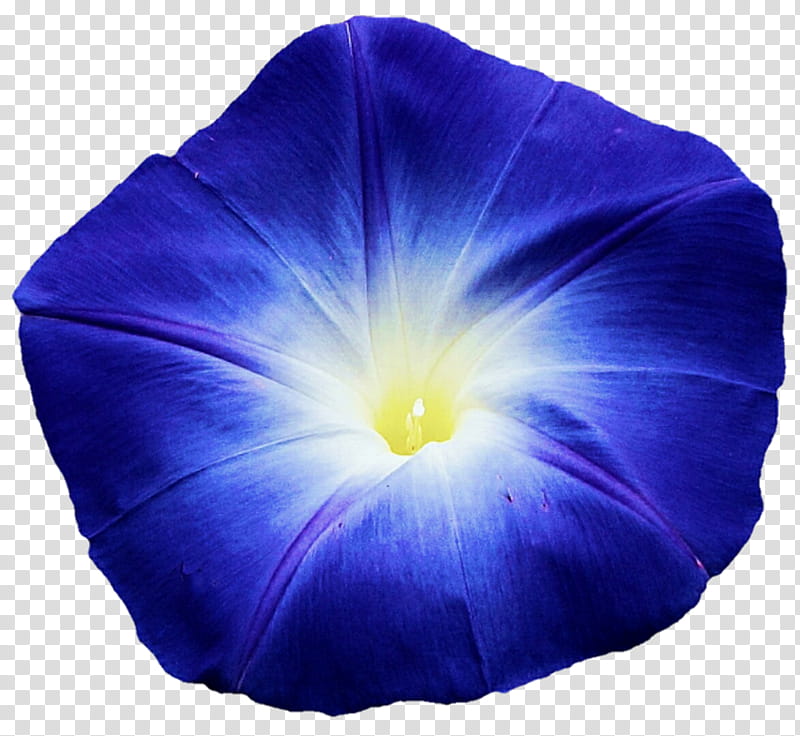 Blue Morning Glory  transparent background PNG clipart