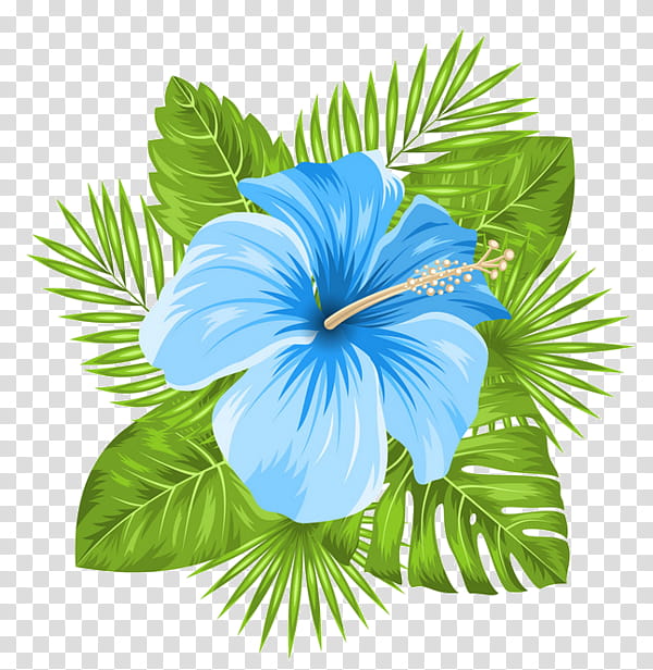 Blue Hawaiian Hibiscus Flower