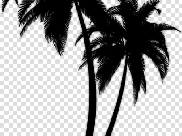 Coconut Leaf Drawing, Palm Trees, Silhouette, Sabal Palm, Black, Blackandwhite, Arecales, Woody Plant transparent background PNG clipart