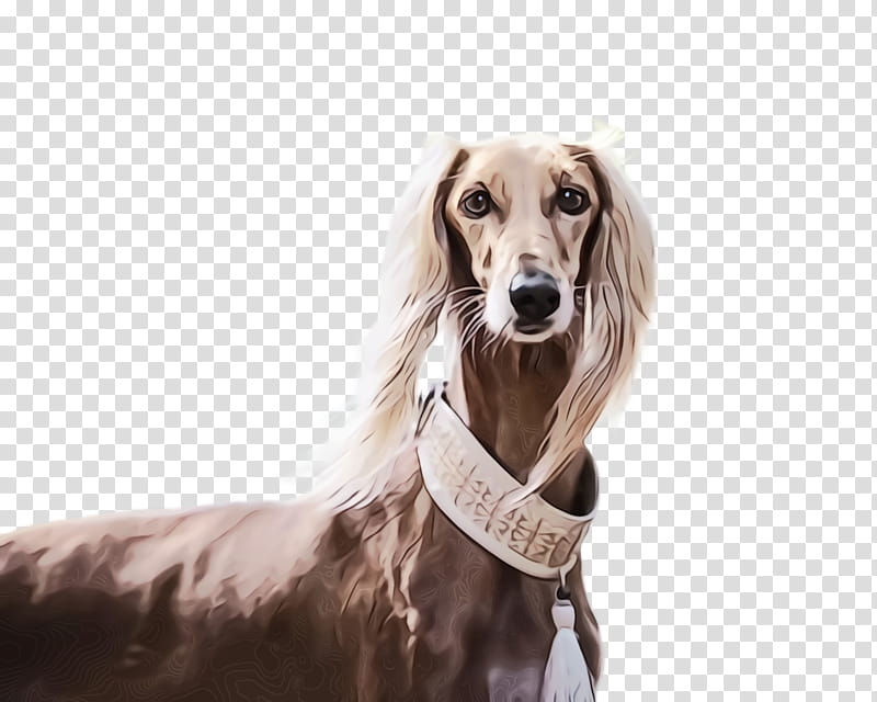 dog dog breed saluki companion dog silken windhound, Watercolor, Paint, Wet Ink, Snout transparent background PNG clipart