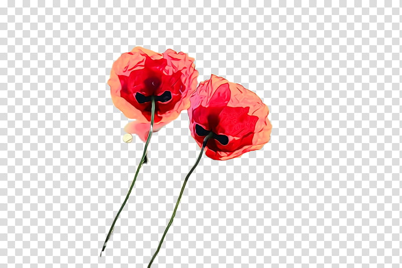 flower red coquelicot petal plant, Watercolor, Paint, Wet Ink, Corn Poppy, Flowering Plant, Poppy Family, Oriental Poppy transparent background PNG clipart