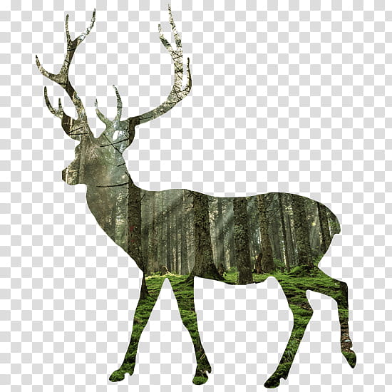 Reindeer, Whitetailed Deer, Fallow Deer, Moose, Blacktailed Deer, Antler, Premium Tshirt, White Stag transparent background PNG clipart