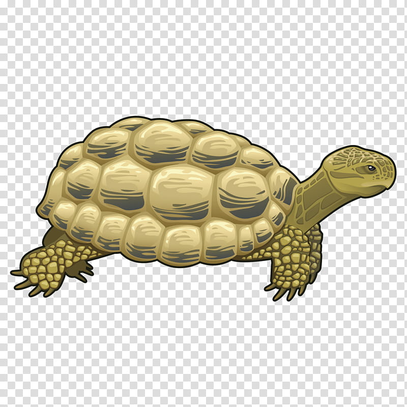 Sea Turtle, Drawing, Tortoise, Reptile, Box Turtle, Chelydridae, Common Snapping Turtle transparent background PNG clipart