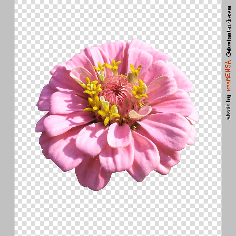 Zinnia mix , pink flower in bloom transparent background PNG clipart