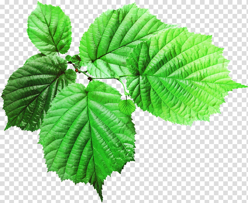 Family Tree Design, Leaf, Logo, Plants, Web Design, Oak, Flower, Swamp Birch transparent background PNG clipart