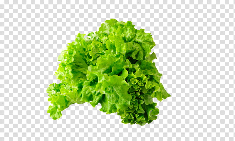 Green Leaf, Vegetable, Greens, Food, Butter Leaf Lettuce, Iceberg Lettuce, Seed, Arugula transparent background PNG clipart