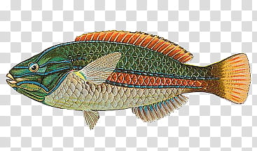 green, orange, and grey fish illustration transparent background PNG clipart