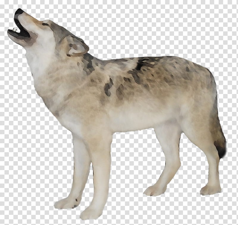 Wolf, Dog, Aniu, Arctic Wolf, Black Wolf, Alaskan Tundra Wolf, Red Wolf, Canis transparent background PNG clipart