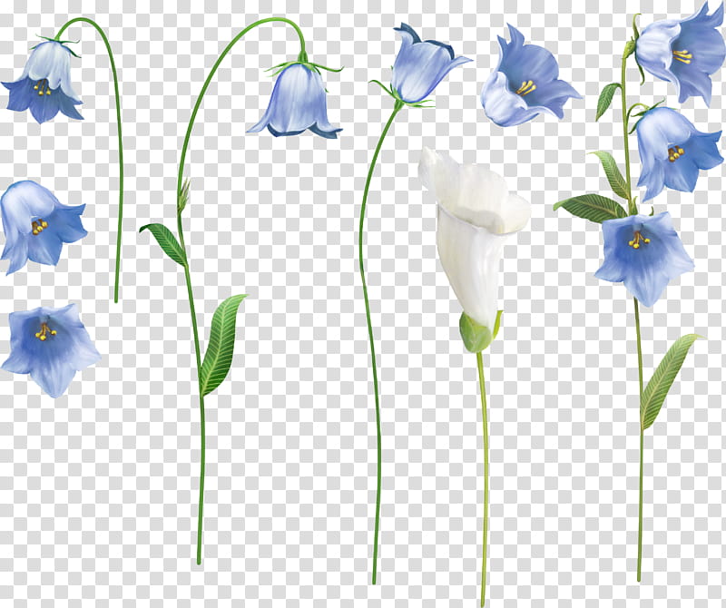 Drawing Of Family, Harebell, Flower, Yandexfotki, Web Design, Bellflowers, Plant, Bellflower Family transparent background PNG clipart