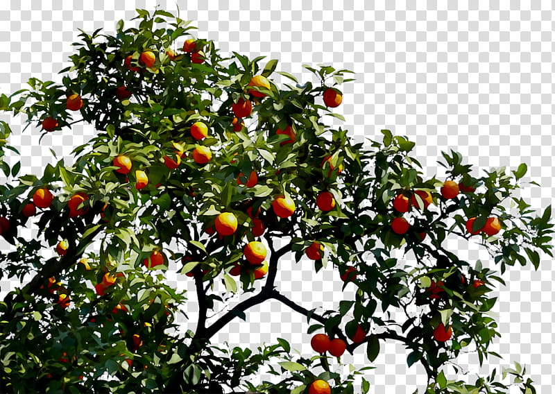 Family Tree, Bitter Orange, Fruit Tree, Bitters, Citrus ...