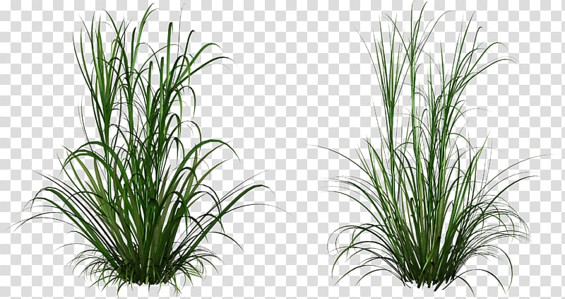 grass plant terrestrial plant grass family houseplant, Flower, Herb, Yucca, Chives, Flowering Plant transparent background PNG clipart