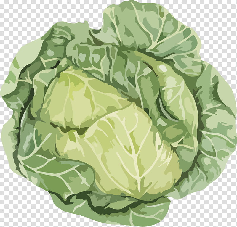 Vegetables, Cabbage, Food, Kimchi, Napa Cabbage, Leaf, Leaf Vegetable, Savoy Cabbage transparent background PNG clipart
