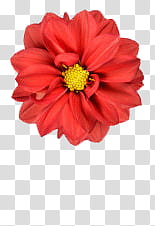 Red Flowers, red clustered-petal flower transparent background PNG clipart