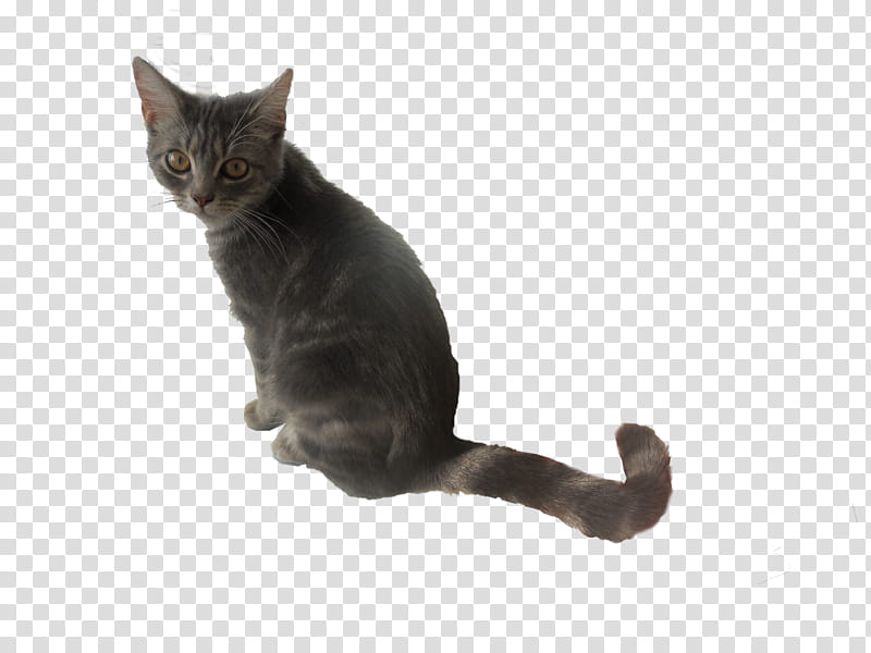 Smokey  Cat transparent background PNG clipart