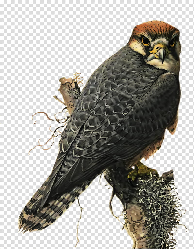Hawk , brown and gray bird on branch illustration transparent background PNG clipart