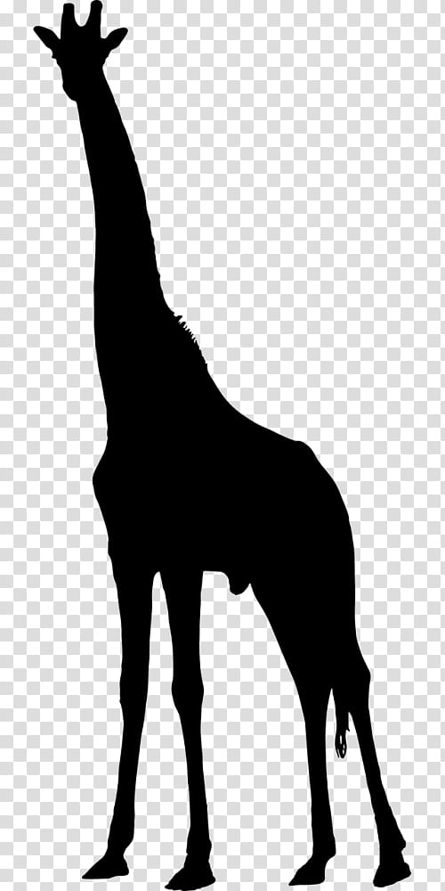 Giraffe, Silhouette, Drawing, Northern Giraffe, Music , Black, Wildlife, Tail transparent background PNG clipart