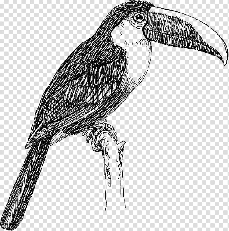 Bird Line Drawing, Toucan, Whitethroated Toucan, Keelbilled Toucan, Toco Toucan, Beak, Chestnutmandibled Toucan, Blackbilled Mountain Toucan transparent background PNG clipart