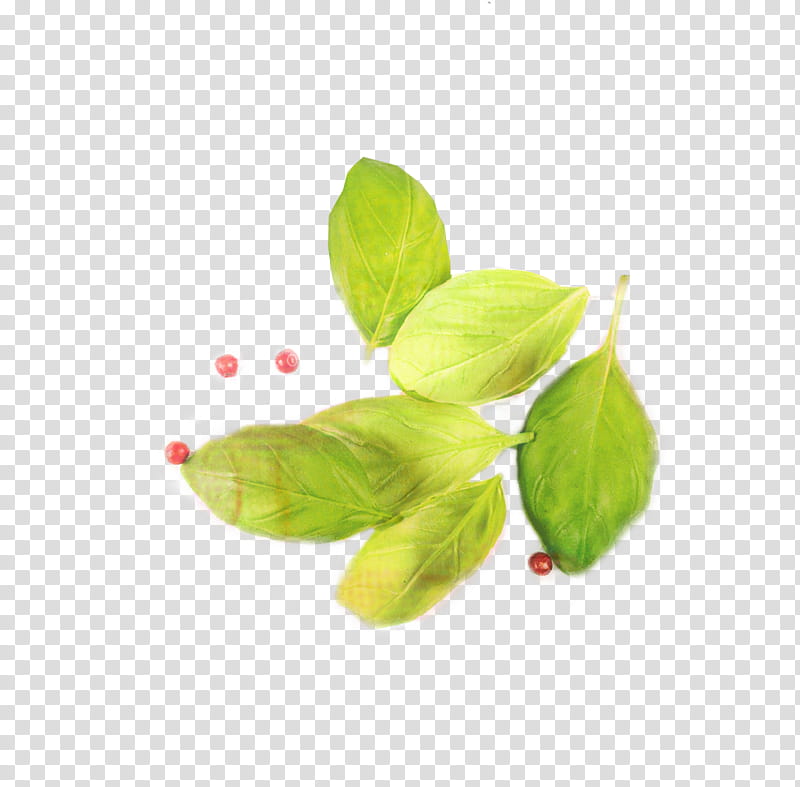 Green Leaf, Basil, Herb, Mint, Greens, Plants, Plant Stem, Flower transparent background PNG clipart