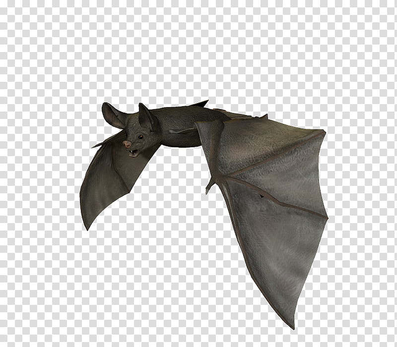 E S Bats , gray bat transparent background PNG clipart