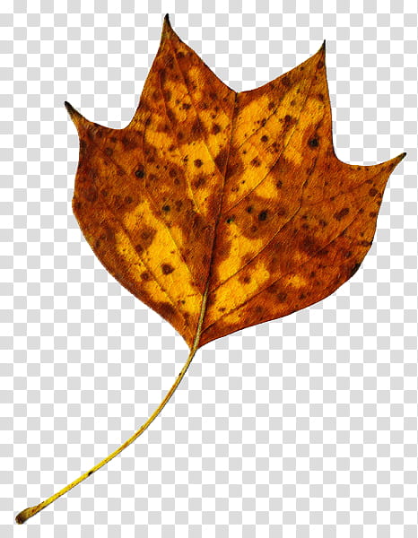 Leaves , brown dried leaf transparent background PNG clipart