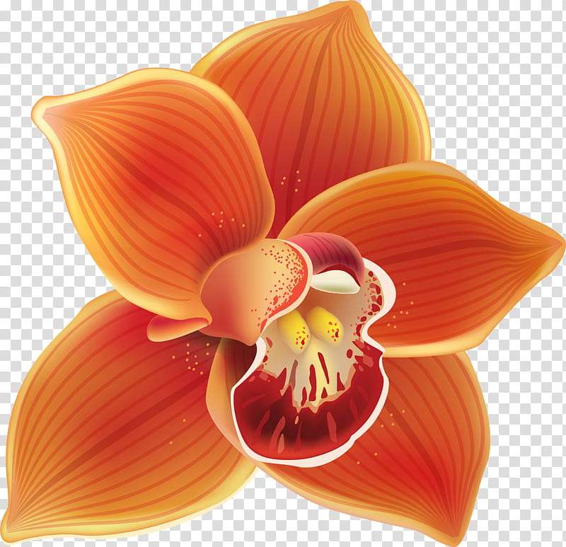 Orange, Petal, Flower, Plant, Yellow, Moth Orchid, Closeup transparent background PNG clipart