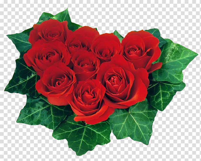 Rosen s, red rose flowers transparent background PNG clipart