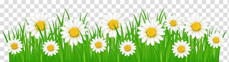 Green Grass, Flower, Blog, Grasses, Mayweed, Chamomile, Camomile, Daisy transparent background PNG clipart