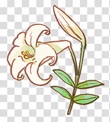 Flower, white lily flower illustration transparent background PNG clipart