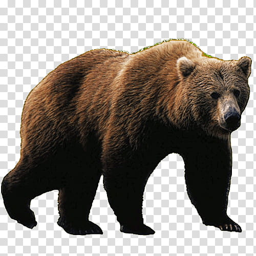 Polar Bear, Giant Panda, American Black Bear, Grizzly Bear, Pizzly, Sloth Bear, Brown Bear, Animal Figure transparent background PNG clipart