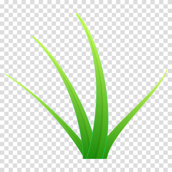 Aloe Vera Leaf, Grasses, Plant Stem, Line, Aloes, Green, Grass Family transparent background PNG clipart