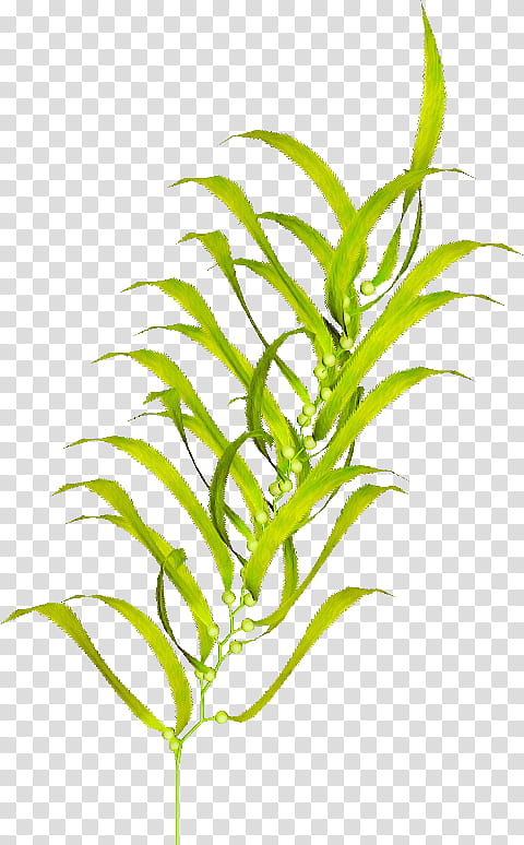plant flower leaf terrestrial plant grass family, Plant Stem, Tarragon transparent background PNG clipart