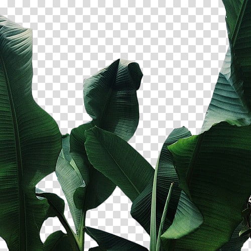 Full, green banana trees transparent background PNG clipart