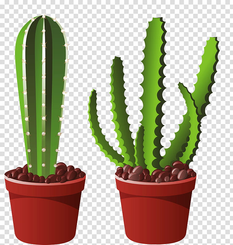 Cactus, Flowerpot, Plant, Houseplant, Terrestrial Plant, Acanthocereus Tetragonus, Saguaro, San Pedro Cactus transparent background PNG clipart