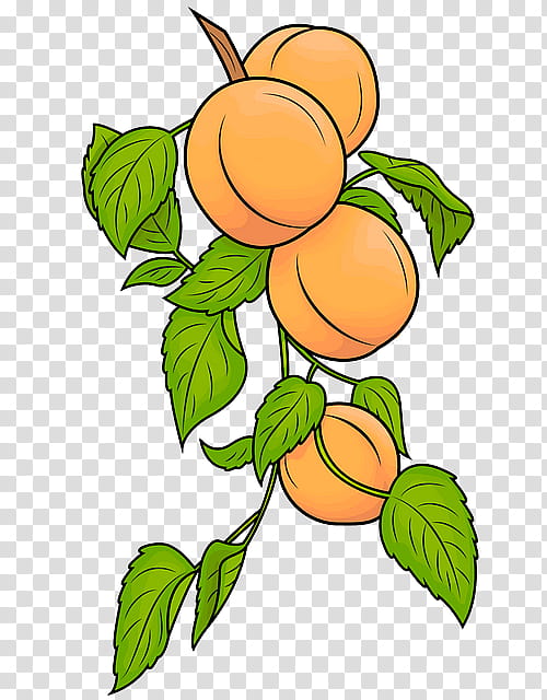 Fruit tree, Leaf, Plant, Apricot, Flower transparent background PNG clipart