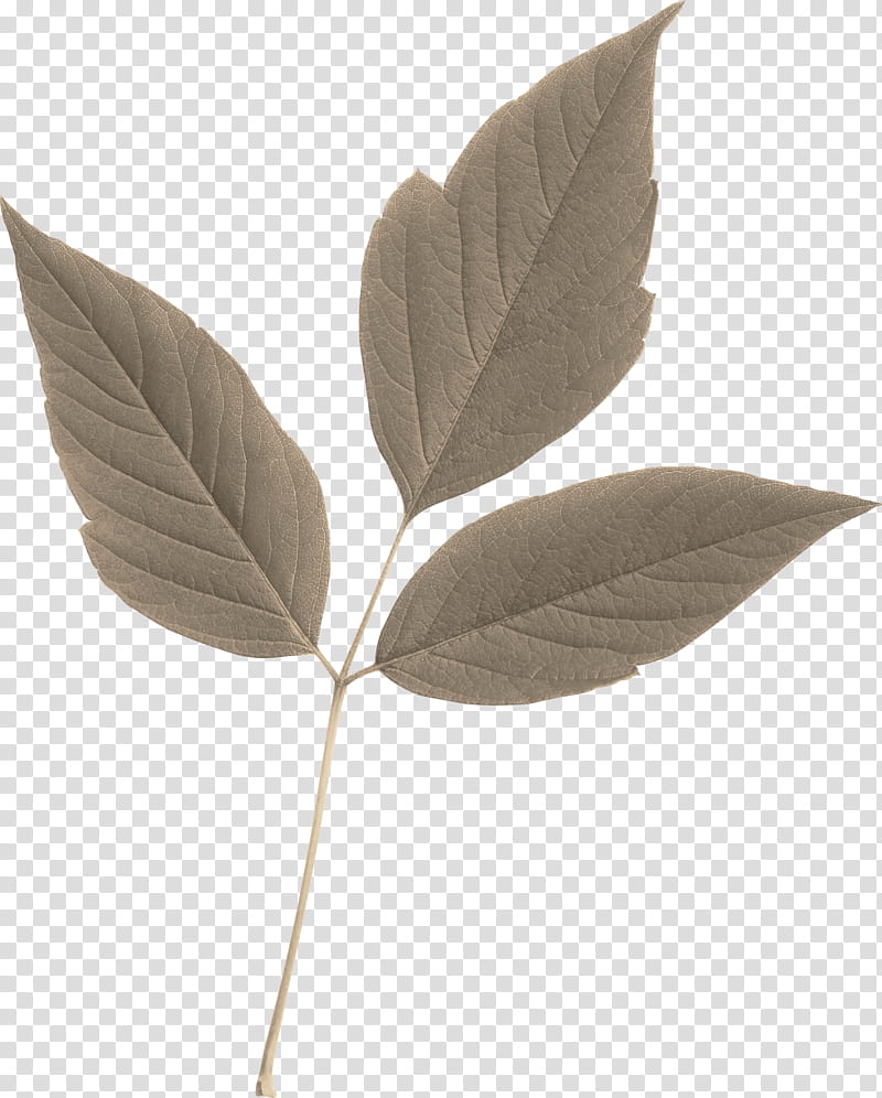 Tree Branch, Leaf, Ash, Logo, Plant transparent background PNG clipart