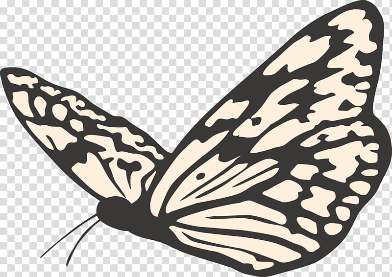 butterfly, Moths And Butterflies, Cynthia Subgenus, Insect, Brushfooted Butterfly, Wing, Pollinator, Blackandwhite transparent background PNG clipart