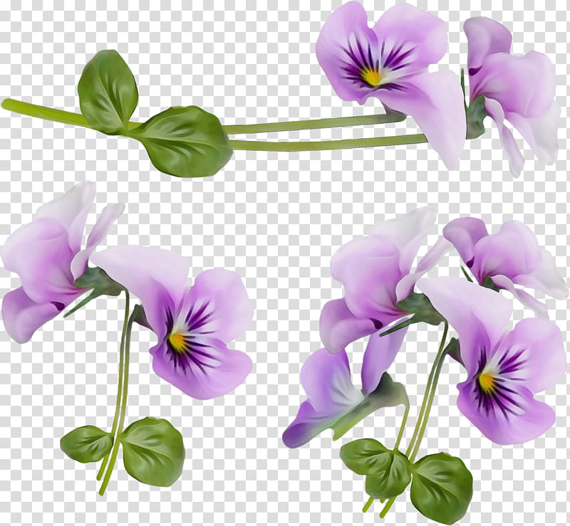 flower flowering plant violet purple plant, Watercolor, Paint, Wet Ink, Petal, Wild Pansy, Violet Woodsorrel, VIOLA transparent background PNG clipart